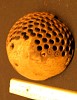 Coconut shell (A10), Tobi Island