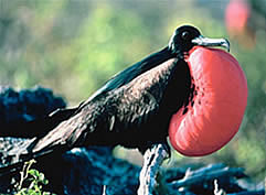 Great Frigate Bird
