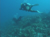 dom and being diving0800.jpg (39138 bytes)