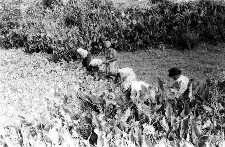 Women harvesting taro