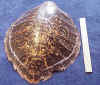 Turtleshell from Tobi